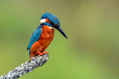 Close-up of bird perching on branch