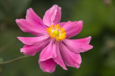 Close-up of pink cosmos flower blooming outdoors