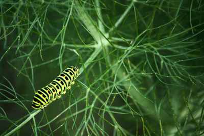 Close-up of insect on leaf