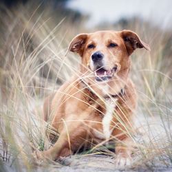 Portrait of dog relaxing on field