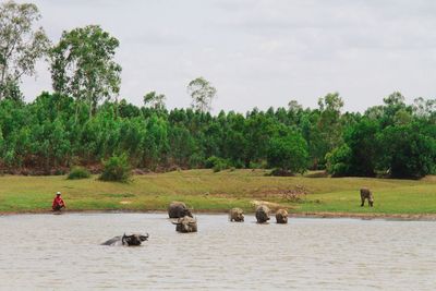 Scenic view of river by trees in forest against sky