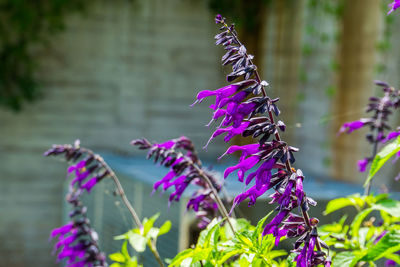 Close-up of purple flowering plants