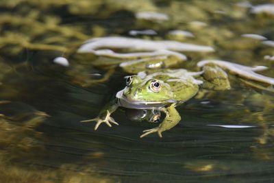 Close-up of frog perching in lake