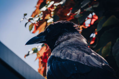 Close-up of birds perching on branch