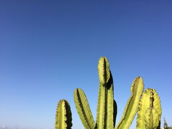 Low angle view of fresh cactus against clear blue sky