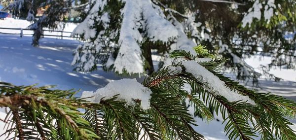 Close-up of snow covered pine trees