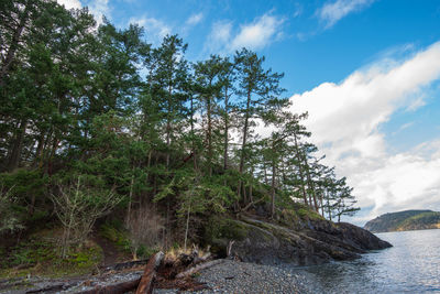 Trees by river in forest against sky