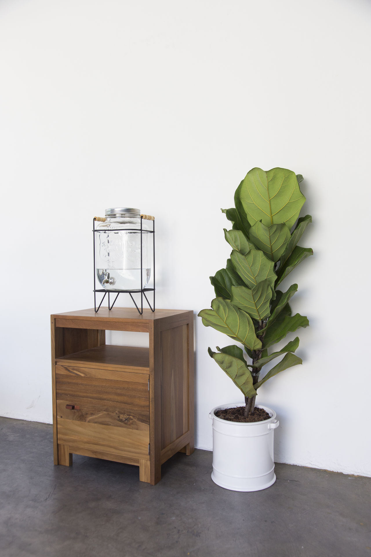 Fiddle leaf fig tree.