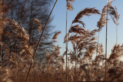 Lake reed in winter