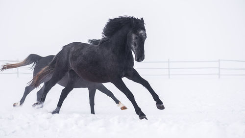 Black horses running on snow covered landscape during snowfall