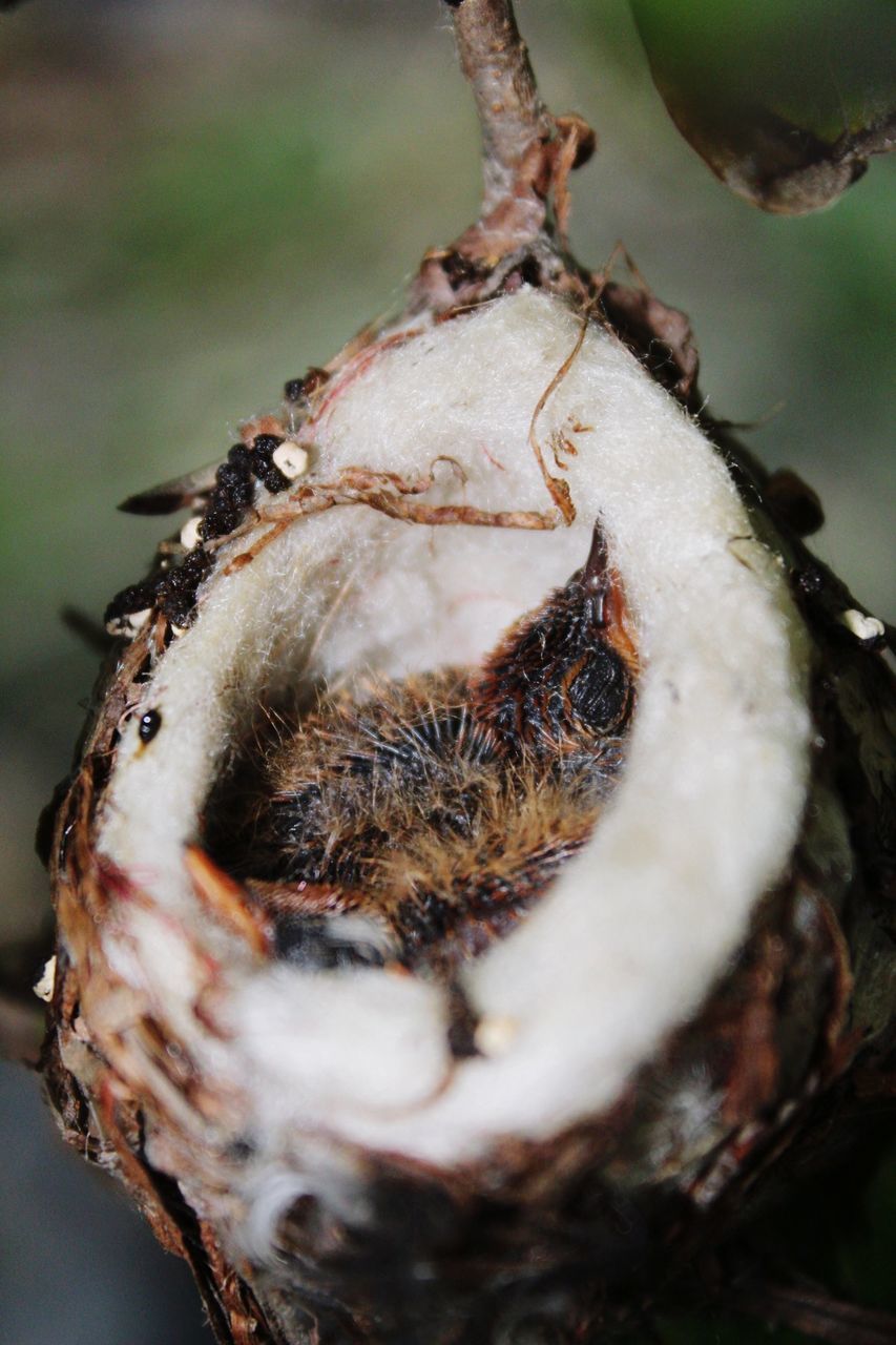 close-up, no people, selective focus, nature, day, focus on foreground, food and drink, food, plant, dry, healthy eating, outdoors, beauty in nature, detail, fruit, growth, brown, wellbeing, tree, freshness