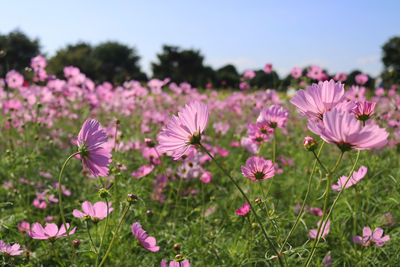 Close-up of pink cosmos flowers on field