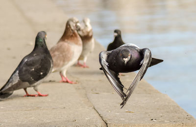 Close-up of pigeons perching