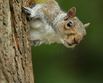 Close-up of squirrel on tree trunk