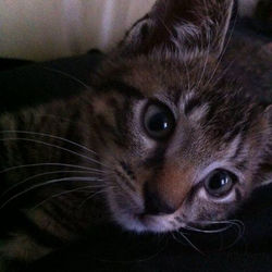 Close-up portrait of cat