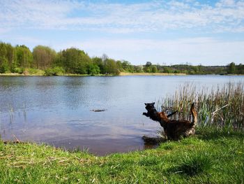 View of a dog in lake