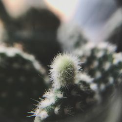 Close-up of cactus plant