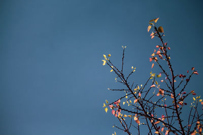 Low angle view of bird on tree against sky