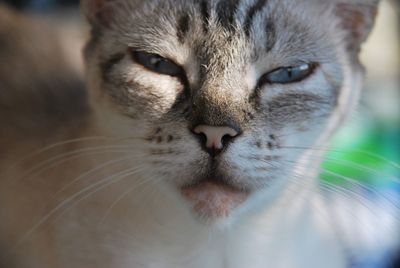 Close-up portrait of cat