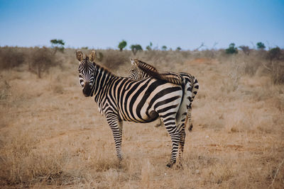 Zebra standing on field