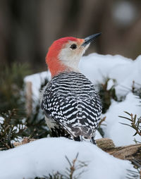 Close-up of bird perching on snow