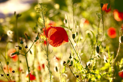 Close-up of poppy on field