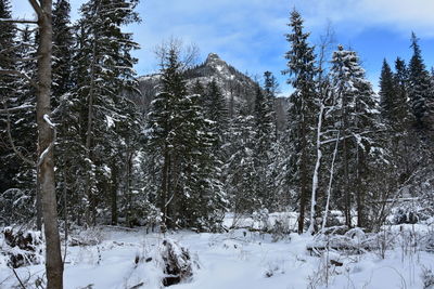 Trees on snow covered field against sky