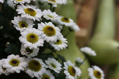 Close-up of flowers blooming outdoors