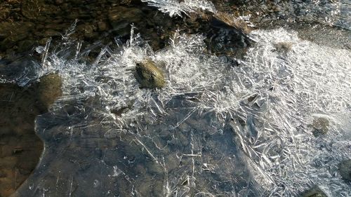 High angle view of insect on rock