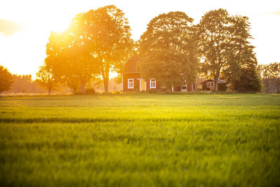 Scenic view of field against sky during sunset