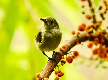 Close-up of bird perching on plant