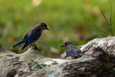 Close-up of bird perching on rock