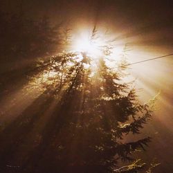 Sun streaming through tree