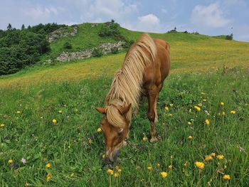 Horse grazing on field against sky