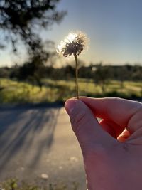 Midsection of person holding flower against sky