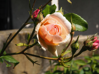 Close-up of pink rose blooming outdoors