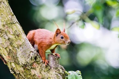 Close-up of squirrel on tree