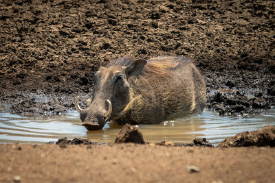 Common warthog lies drinking from muddy waterhole