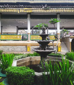 Potted plants in garden