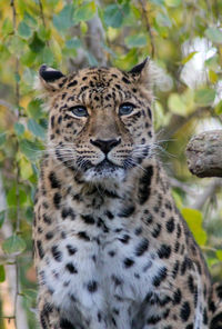 Portrait of a cat looking away