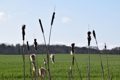 Scenic view of grassy field against sky