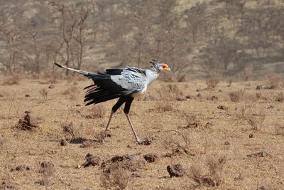 Side view of a bird on land