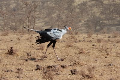 Side view of bird walking on field