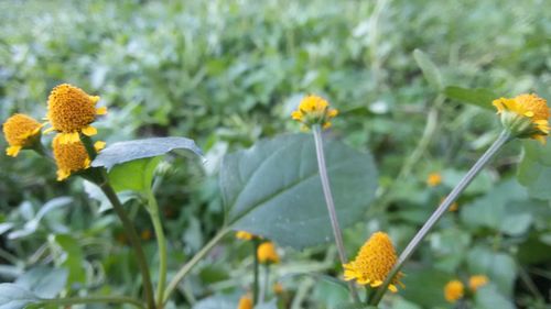 Close-up of flowers blooming outdoors
