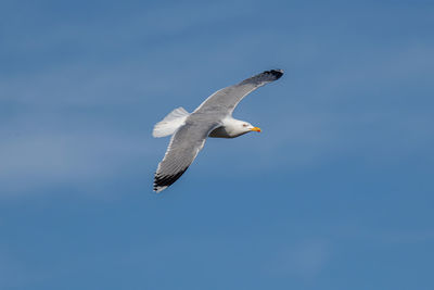 Low angle view of seagull flying