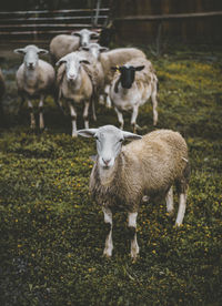 Group of sheep standing on field