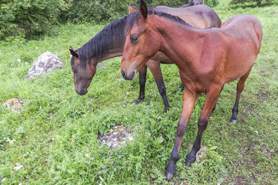 Horse in a field