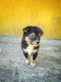 Portrait of dog standing on yellow wall