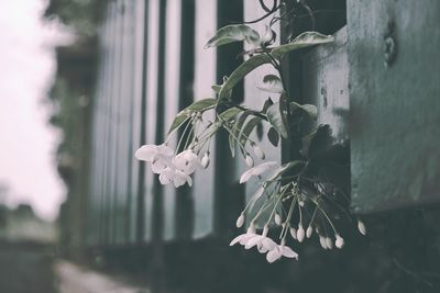 Close-up of flowers growing on tree