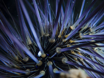 Full frame shot of blue flower